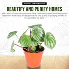 California Tropicals Watermelon Peperomia Plant - 4'' Unique Mini Houseplant - Easy Live Potted Plant for Small Indoor Spaces, Air Purifying - Tiny Garden Gem, Tropical Office Decor