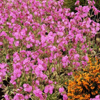 RedCrocus Valley High Campion Silene dioica- Vibrant Pink Blooms, Pollinator Attractant, Shaded Garden or Container Plant, Deer & Pet Safe 1 Gallon (Pack of 5)