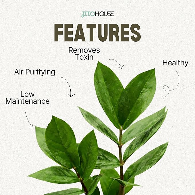 Live Air Purifying ZZ Plant in 4” Pot – Low Maintenance Zamioculcas Zamiifolia Indoor Houseplant | Easy Care Fast Growing Plant for Home, Office & Apartment - JitoHouse