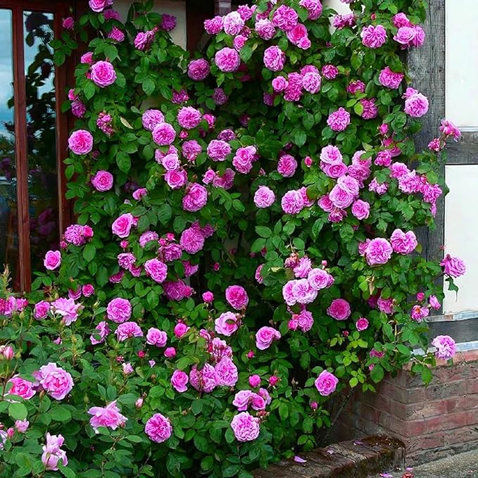 Mix Climbing Rose Seeds for Planting, 300pcs Rare Perennial Climbing Rose Flower Seeds Ground Cover Flowers Plants, Heirloom Non-GMO Hummingbirds Pollinate Flowers for Home Garden Outdoors