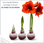 Snow Flecked Waxed Amaryllis Bulb 3-Pack – Red Wax with Red Blooms – Live Holiday Gift Plant, Easy Care, No Watering Needed