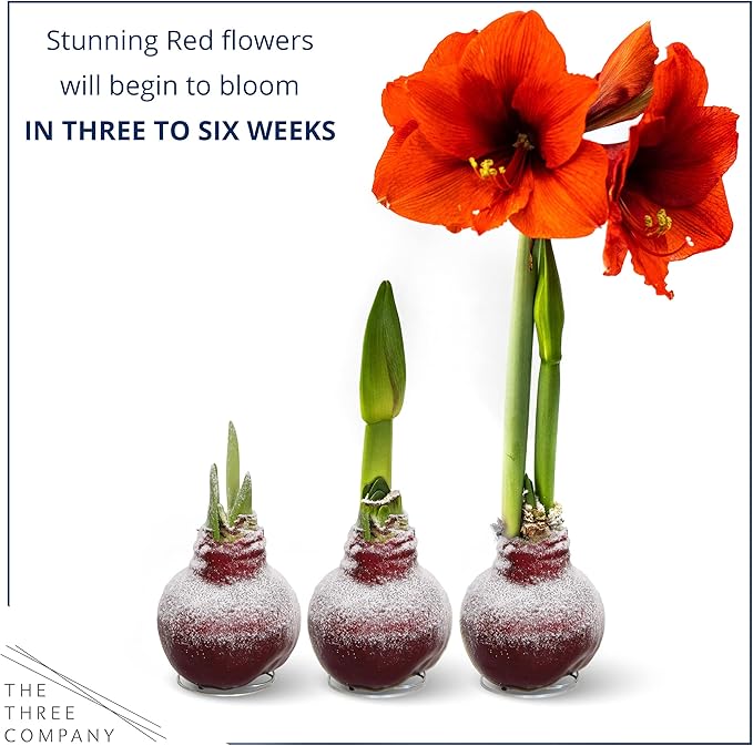 Snow Flecked Waxed Amaryllis Bulb 3-Pack – Red Wax with Red Blooms – Live Holiday Gift Plant, Easy Care, No Watering Needed