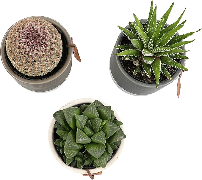 LoLite Cactus & Live Succulent Plants Set (3 Pack), Low Light Houseplants, Easy Plant Gift, Approx. 4-6 in. Tall, Mixed Haworthia, Gasteria & Cacti Varieties, Stylish 2-Tone Ceramic Pots Included