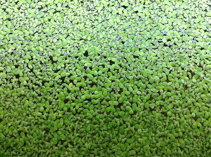 500 Live Duckweed Plants (LEMNA Minor)