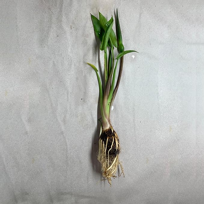 Chalily Arrow Arum, a Great Live Pond Plant for Your Water Garden. Filters The koi and Goldfish Pond. Good for Bogs, Plant Shelf or Shallow Water This marginal Aquatic is a Real Beauty