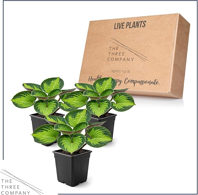 Live Perennial Hosta - Rainforest Sunrise (3 Plants Per Pack) Beautiful Accent Plant, 10" Tall by 4" Wide in 1 Qt Pot