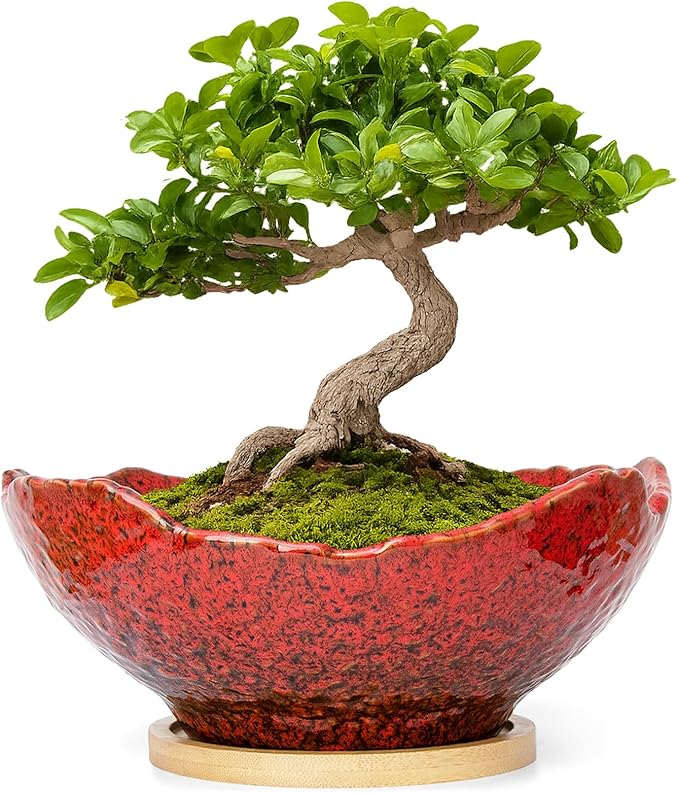 ARTKETTY Bonsai Pots - 9.06'' Ceramic Pots for Indoor Plants, Large Succulent Pots with Drainage Bamboo Tray, Unique Bonsai Tree Planters Round Cactus Flower Plant Container Bowl Home Office Decor