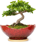 ARTKETTY Bonsai Pots - 9.06'' Ceramic Pots for Indoor Plants, Large Succulent Pots with Drainage Bamboo Tray, Unique Bonsai Tree Planters Round Cactus Flower Plant Container Bowl Home Office Decor