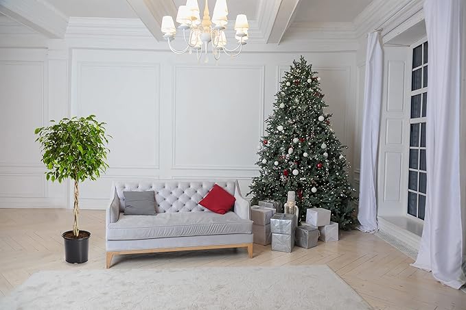 Brighter Blooms - Braided Benjamina Ficus Tree, 3-4 ft. - No Shipping to AK, AZ, HI, OR