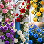 500+ Perennial Climbing Rose for Planting Bush Vine Climber Fragrant Butterfly Rare Non-GMO Heirloom Flower Seed Outdoor Garden