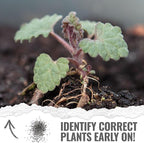 Seed Needs Catmint Seeds for Planting an Indoor/Outdoor Herb Garden - Non-GMO Heirloom & Untreated Herbal Plants - Great for Cats Nepeta mussinii (2 Packs)