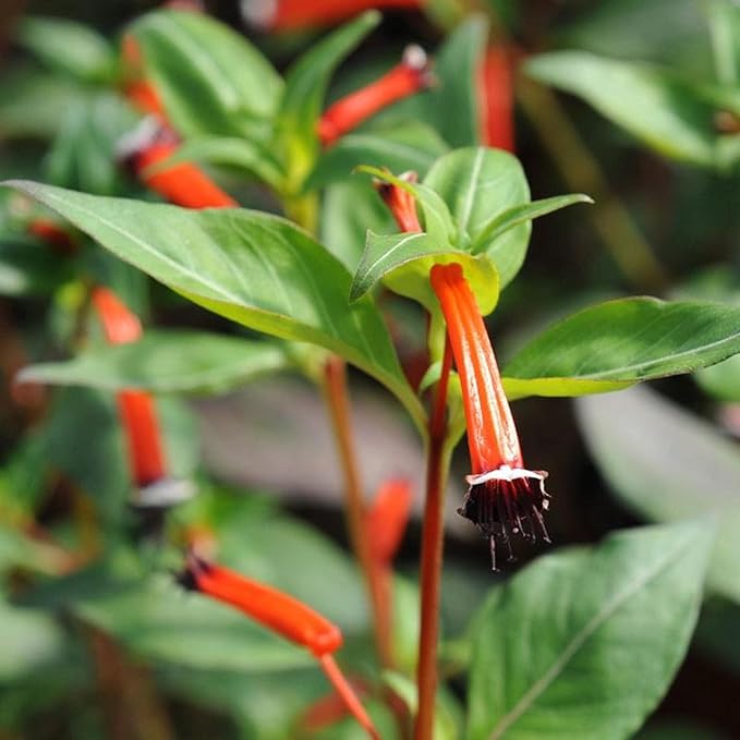Fire Cracker Plant, a Great Live Pond Plant for Your Water Garden. Filters koi and Goldfish Ponds. Good for Bogs, Plant Shelf or Shallow Water This marginal Aquatic is a Real Beauty