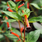 Fire Cracker Plant, a Great Live Pond Plant for Your Water Garden. Filters koi and Goldfish Ponds. Good for Bogs, Plant Shelf or Shallow Water This marginal Aquatic is a Real Beauty