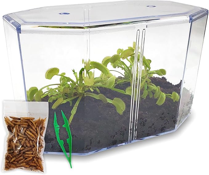 Double Venus Fly Trap Live Plant Set with Terrarium + Carnivorous Plants Food Bundle with Feeding Tweezers - Carnivorous Plant Soil and Live Indoor Venus Flytrap Pair