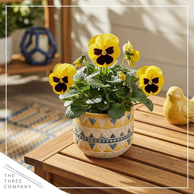 Live Healthy Flowering Pansies - Yellow Blotch (4 Plants Per Pack), Beautiful Winter Color, 6" Tall by 4" Wide in 1 Pint Square Pot