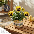 Live Healthy Flowering Pansies - Yellow Blotch (4 Plants Per Pack), Beautiful Winter Color, 6" Tall by 4" Wide in 1 Pint Square Pot
