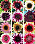 100 Seeds for a Unique Garden - Rare Strawberry Pink Sunflowers (Heirloom Hybrid, Non-GMO) for Butterfly Attraction