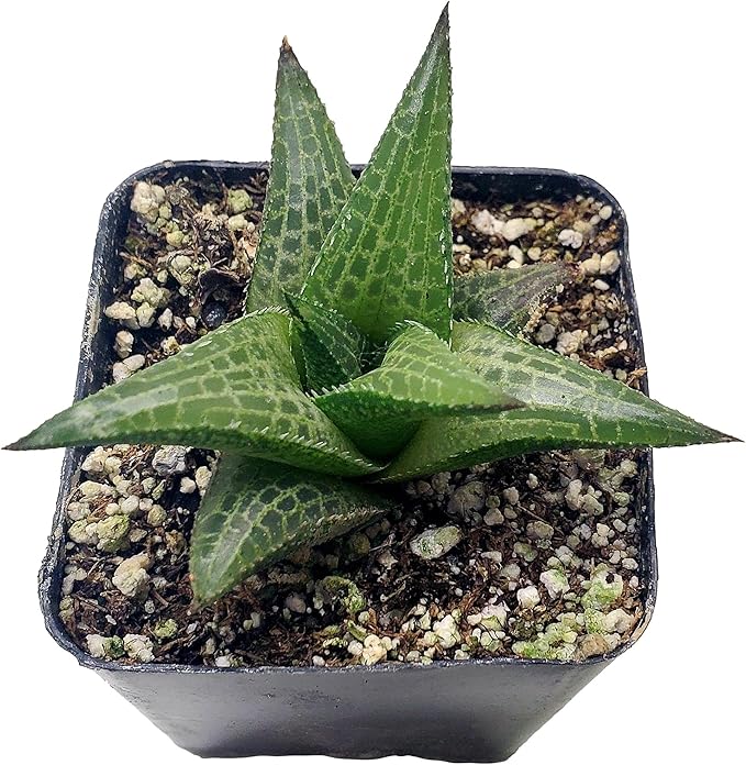 Fat Plants San Diego Living Indoor Succulents and Cactus Rooted in Plastic Planters with Soil (2.5 Inch, Haworthia venosa)