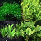 Fresh Live Aquarium Plant Bunch – Random Assortment | Easy Beginner Aquatic Plant for Freshwater Tanks, Shrimp Bowls, and Aquascapes | Low Light