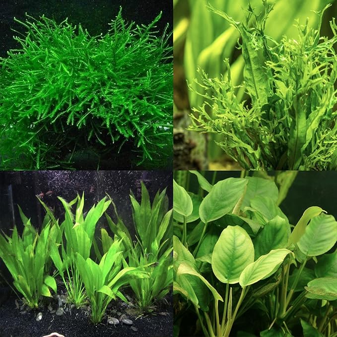 Fresh Live Aquarium Plant Bunch – Random Assortment | Easy Beginner Aquatic Plant for Freshwater Tanks, Shrimp Bowls, and Aquascapes | Low Light