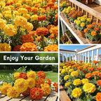 LUOJIBIE French Marigold Seeds for Planting Outdoors, Giant Marigold Flowers Seeds Bulk for 2026, Over 8,500+ Seeds Prolific Blooms, Ideal for Vibrant Pollinator Gardens