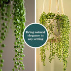 Shop Succulents String of Pearls Succulent Plant 2" Grow Pot Pack of 12