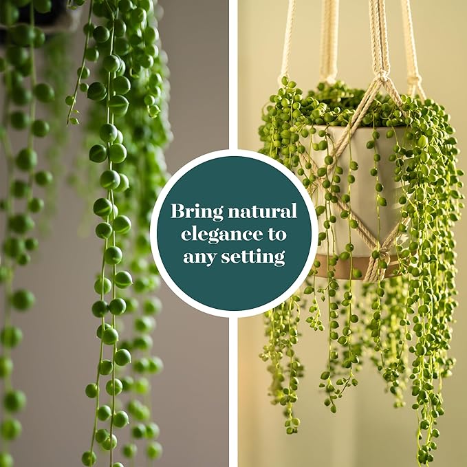 Shop Succulents String of Pearls Succulent Plant 2" Grow Pot Pack of 64
