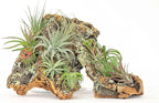 Large Natural Cork Bark DIY Kit with Five Assorted Air Plants, Glue and Hook - Live Tillandsia Succulent House Plant - Wholesale and Bulk - Easy Care Indoor and Outdoor Plants