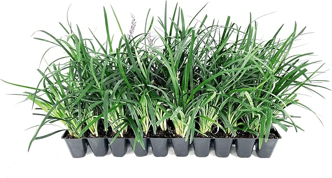 Super Blue Liriope Muscari - 40 Live Plants - Evergreen Ground Cover Grass