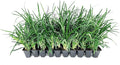 Super Blue Liriope Muscari - 40 Live Plants - Evergreen Ground Cover Grass