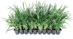 Super Blue Liriope Muscari - 30 Live Plants - Evergreen Ground Cover Grass