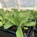 Organic Mother of Millions Plant (Kalanchoe laetvirens) Live Plant in 2.5 inch Pot | Amazing Succulent Easy-to-Grow by Smoke Camp Crafts