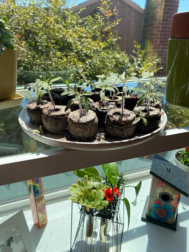MAUI MIKE'S - Indoor Cherry Tomato Seed Grow Kit- Jiffy 7's Starter Soil Wafers - 5 Gallon Soft Pot Grow Bag- Step by Step Instructions - Grows Indoors or Outdoors - Non GMO Seeds- Makes a Great Gift.