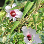 Chalily Pink Water Hibiscus, a Great Live Pond Plant for Your Water Garden. Filters The koi and Goldfish Pond. Good for Bogs, Plant Shelf or Shallow Water This marginal Aquatic is a Real Beauty