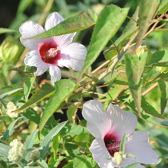 Chalily Pink Water Hibiscus, a Great Live Pond Plant for Your Water Garden. Filters The koi and Goldfish Pond. Good for Bogs, Plant Shelf or Shallow Water This marginal Aquatic is a Real Beauty