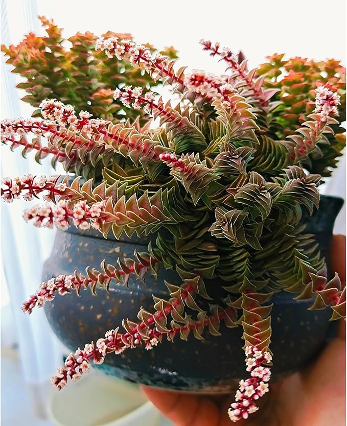 Sprout N Green Shark's Tooth, Live Crassula corymbulosa Succulent in 4" Pot with Soil Mix, Rare House Plant for Home Office Wedding Indoor Outdoor Decoration, DIY Projects, Party Favor, Pet Friendly