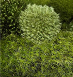 Live Terrarium Moss Assortment