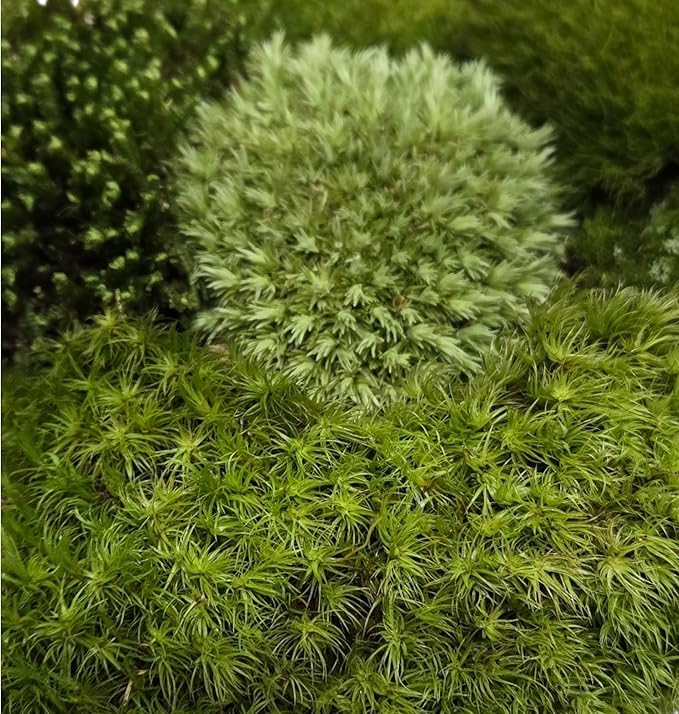 Live Terrarium Moss Assortment