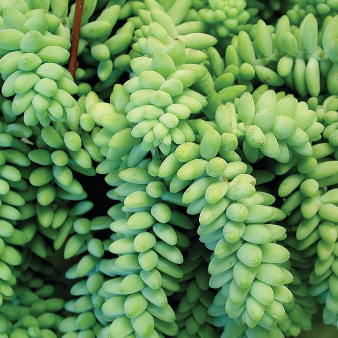 Altman Plants, 3.5" Donkey Tail Succulent Plants Live Succulents Plants Live Indoor Plants Live Houseplants Live Indoor House Plants Indoors Live Plants Indoor, Outdoor Plants Live Succulent Plants