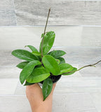 Hoya Carnosa Live in 4 inch Nursery Plant Pot Live Rare Exotic Tropical Indoor House Plants Easy to Grow Housewarming Gift Decoration Gift for Home or Office by 3exoticgreen