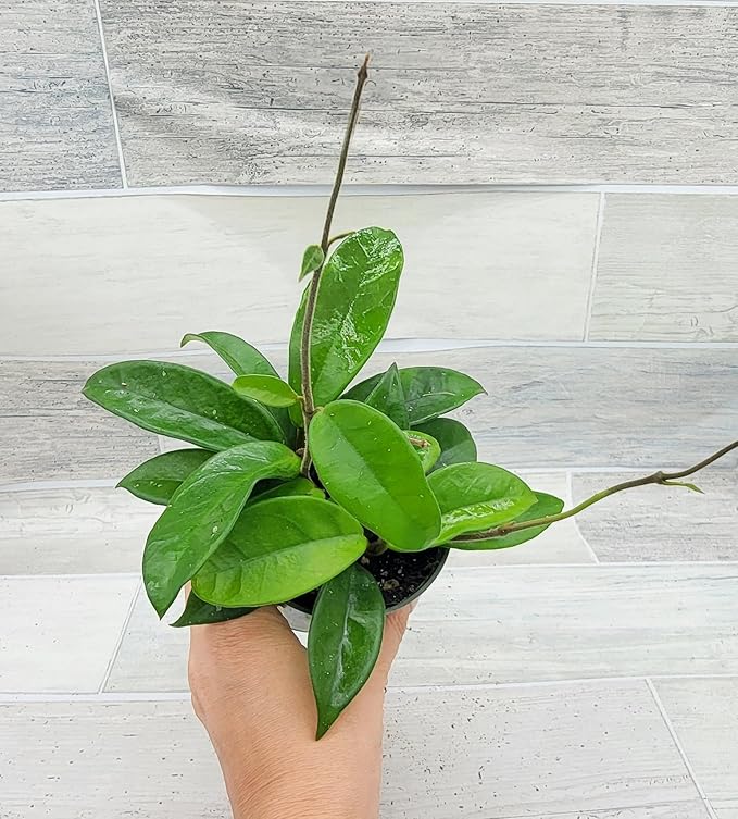 Hoya Carnosa Live in 4 inch Nursery Plant Pot Live Rare Exotic Tropical Indoor House Plants Easy to Grow Housewarming Gift Decoration Gift for Home or Office by 3exoticgreen
