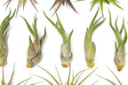 25 Pack of Classic Air Plants Variety - Live Succulent House Plants - Available in Wholesale and Bulk - Home and Garden Decor - Easy Care Indoor/Outdoor Air Plant