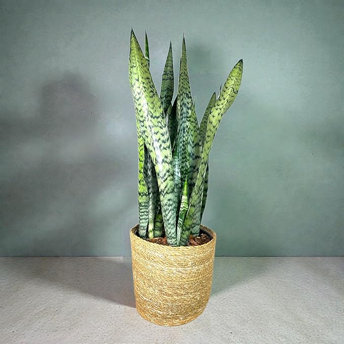 Sansevieria Zeylanica Live Plant Indoor/Outdoor in 10 in Grower Pot