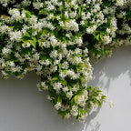 Star Jasmine/Confederate Jasmine - Trachelospermum Jasminoides. Live. Fragrant Flowers. (2 Plants in Sac)