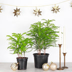 Thorsen's Greenhouse Live Norfolk Island Pine Plant, Christmas Greenery Gift or Decor, Air Purifying Premium Indoor Houseplant, Mature 4" Diameter Pot (Nursery Pot, 4-inch Pot)