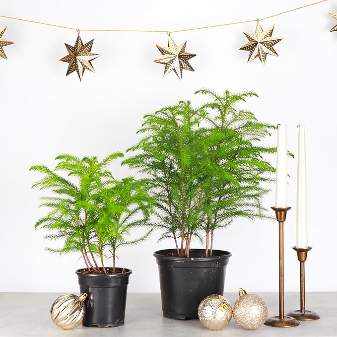 Thorsen's Greenhouse Live Norfolk Island Pine Plant, Christmas Greenery Gift or Decor, Air Purifying Premium Indoor Houseplant, Mature 4" Diameter Pot (Nursery Pot, 6-inch Pot)