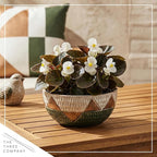 Live Begonia - Dark Leaf Cocktail White (4 Per Pack), Beautiful Shade Annual, Ships 8" Tall by 4" Wide in 1 Pt Pot