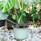 FANTIAN 5 lbs Black Pebbles for Indoor Plants, 1-2 Inch Decorative Black River Rocks for Plants, Garden Landscaping, Vase, Yard Walkway, Paving and Outdoor Decorative Stones