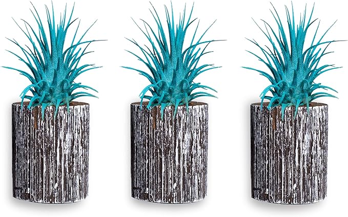 Air Plants - Tillandsia Ionantha - Organically Enhanced Color - Live Arrival Guaranteed - House Plants for Home Decor & Gift (3pk Turquoise + White Barrels)