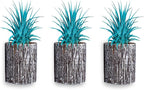 Air Plants - Tillandsia Ionantha - Organically Enhanced Color - Live Arrival Guaranteed - House Plants for Home Decor & Gift (3pk Turquoise + White Barrels)